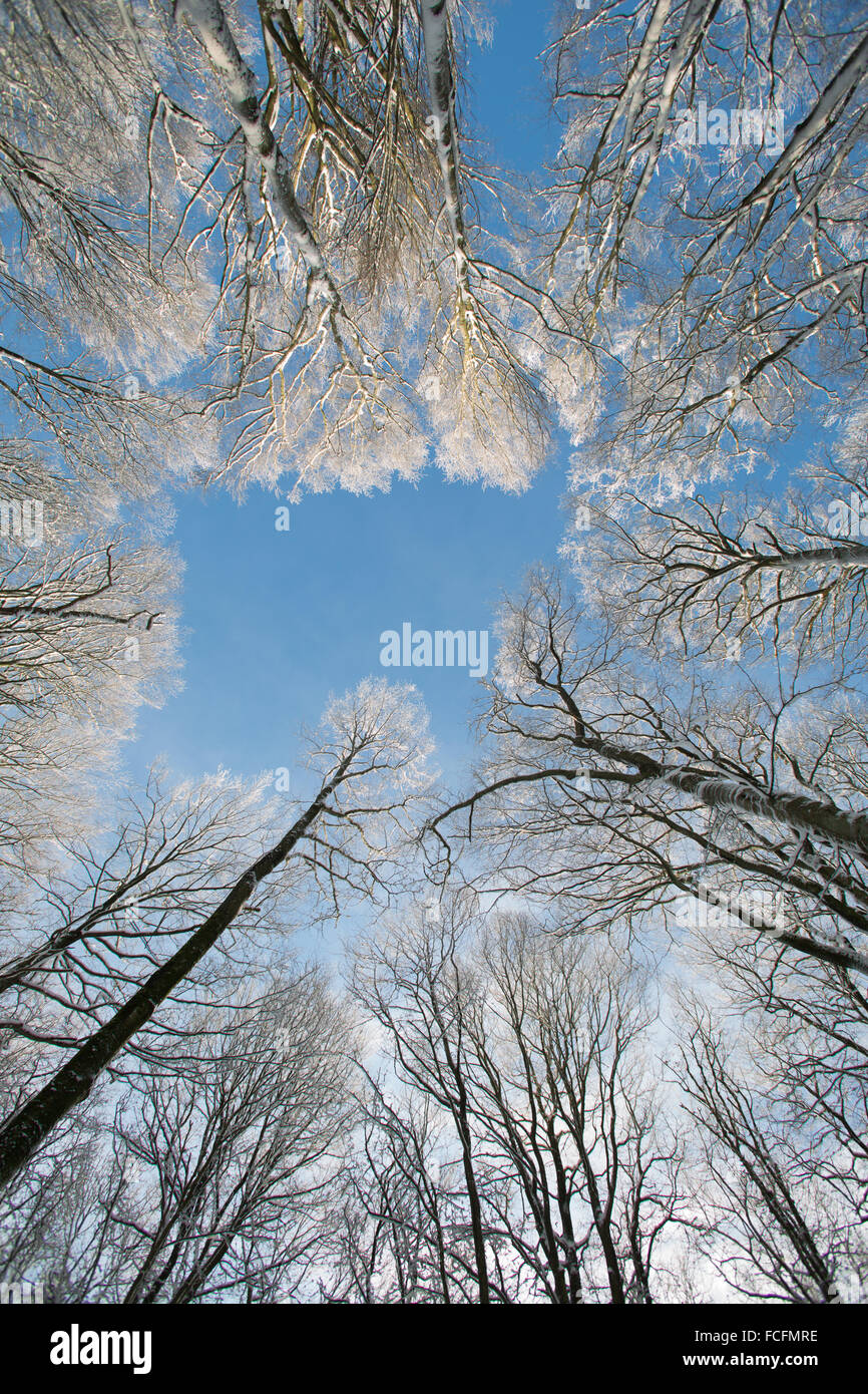 Winter landscapes near Varberg, Sweden. Photos show ice covered trees ...