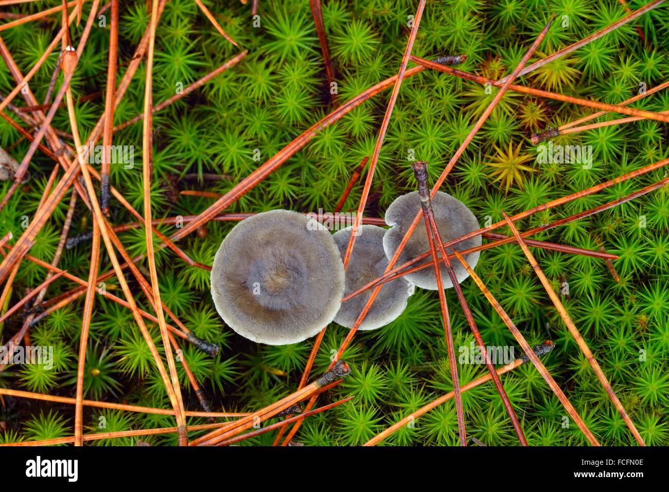 Bed of pine needles hi-res stock photography and images - Alamy
