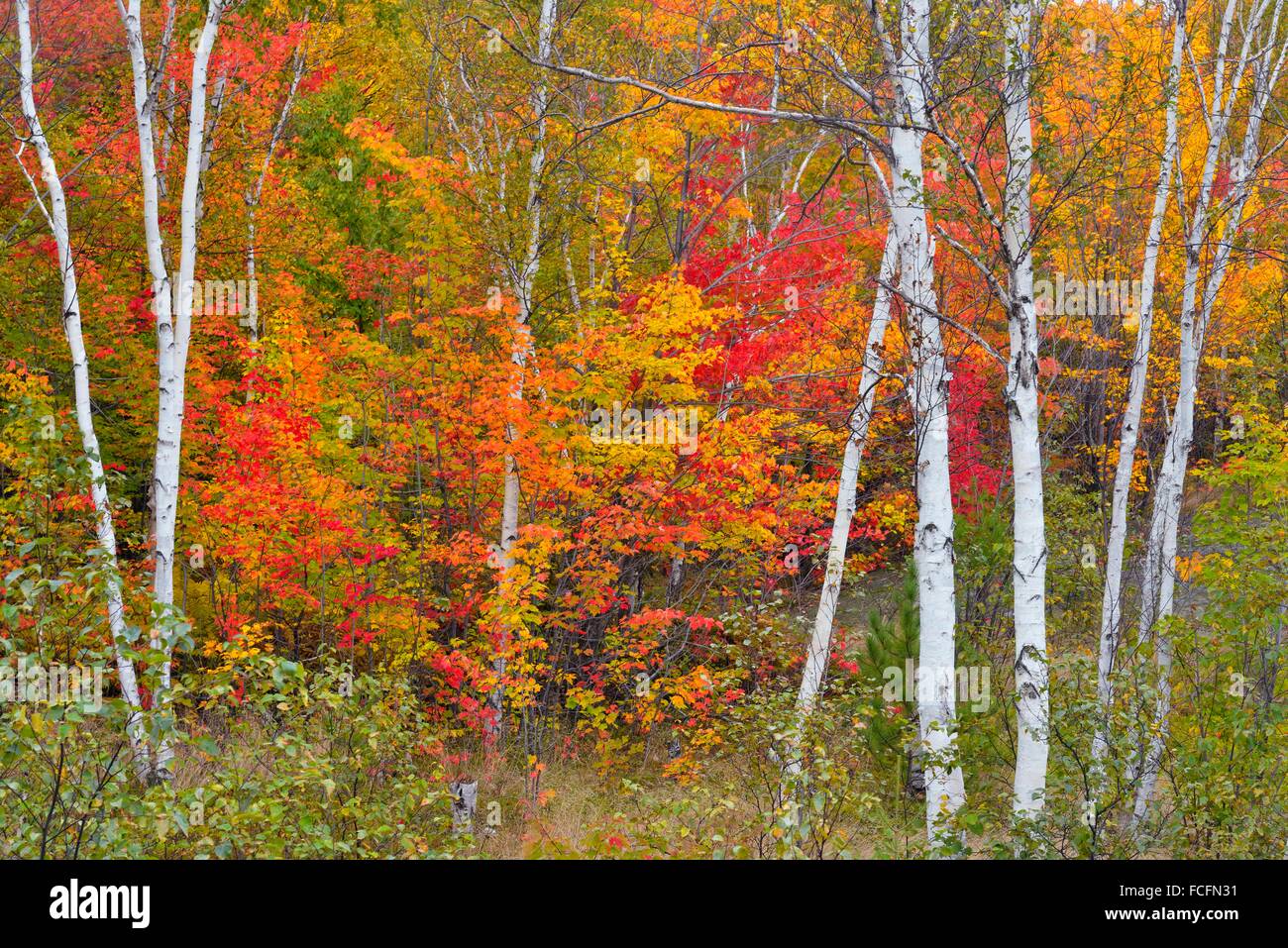 Autumn foliage in a mixed hardwood forest, Greater Sudbury, Ontario, Canada Stock Photo Alamy
