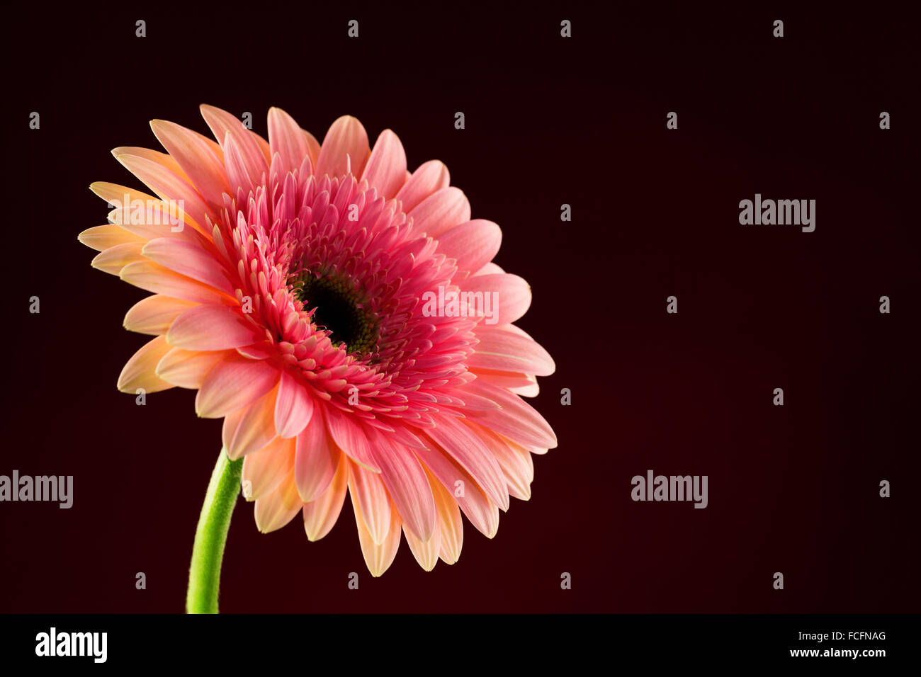 Pink daisy gerbera flowers Stock Photo