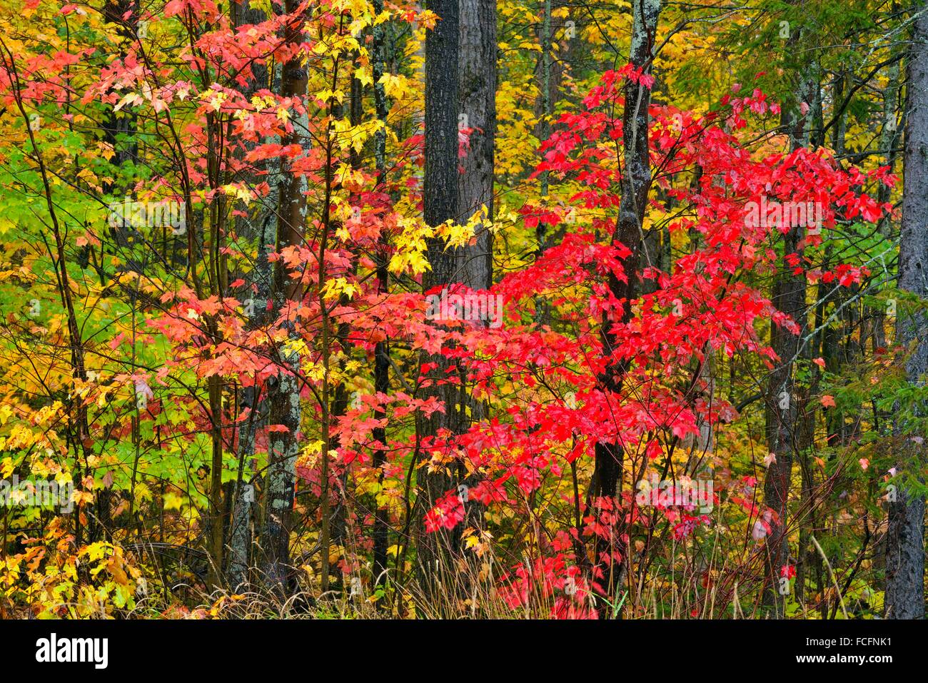 Fall foliage in hardwood trees, Greater Sudbury, Ontario, Canada Stock Photo Alamy