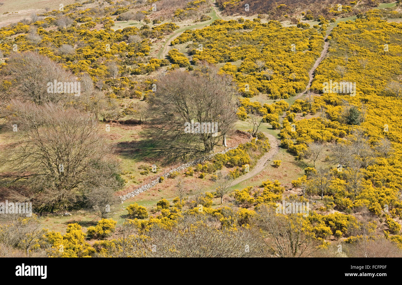 Gorse carpets the western slopes of Cosdon Hill near Belstone on Dartmoor during early spring Stock Photo