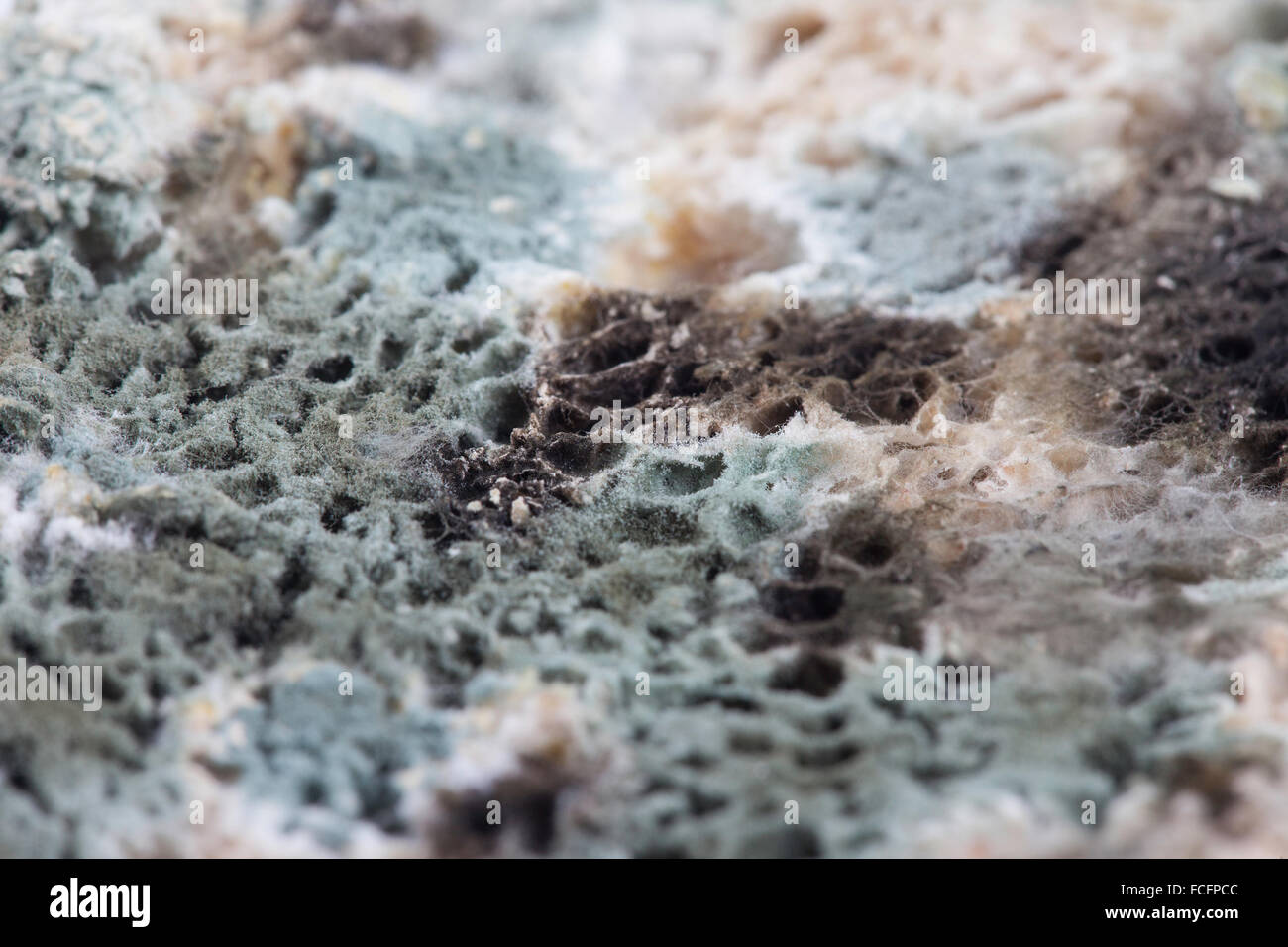 mold on bread closeup Stock Photo