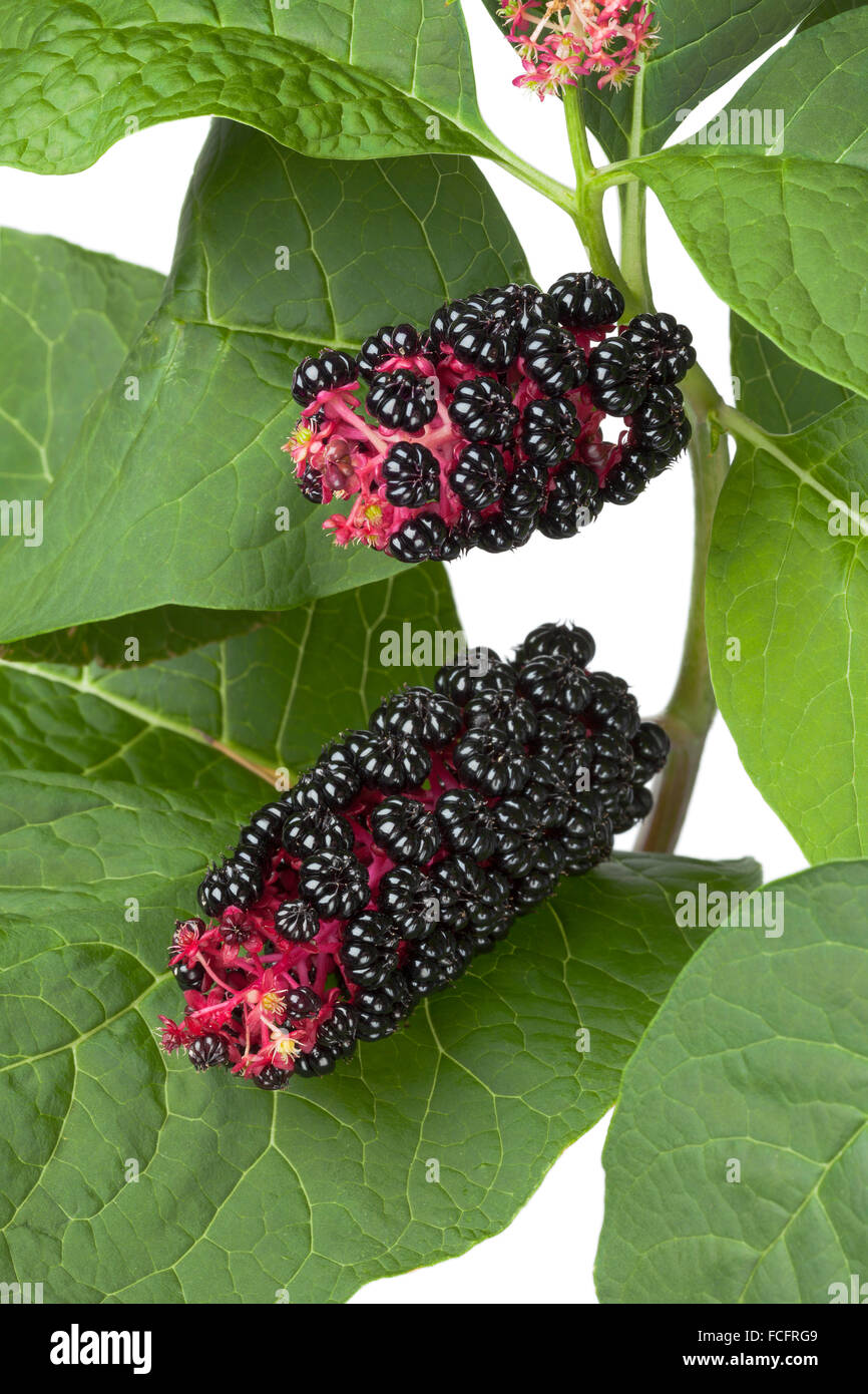 Fresh Indian Pokeweed plant and berries Stock Photo