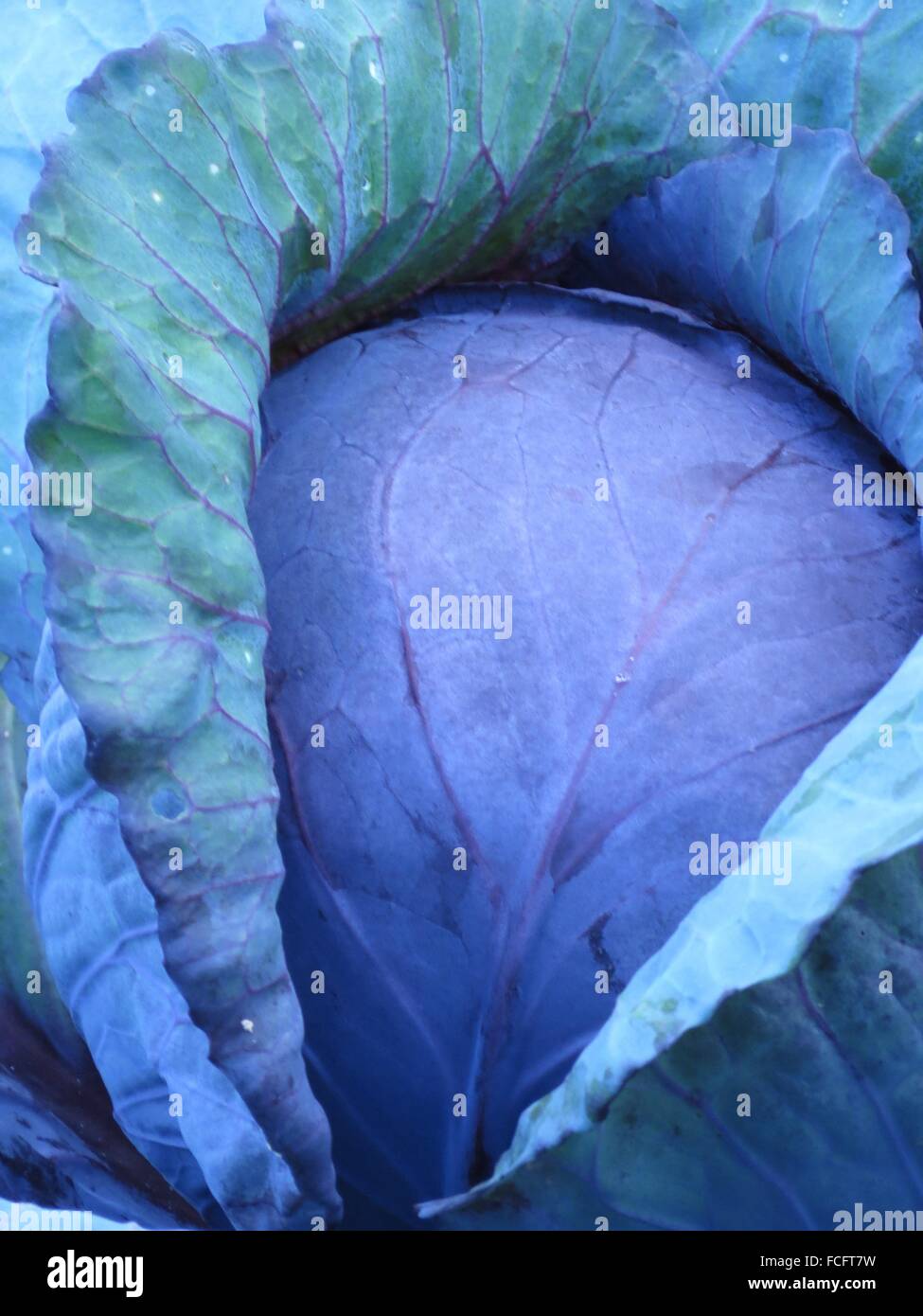 Head of red cabbage Stock Photo Alamy