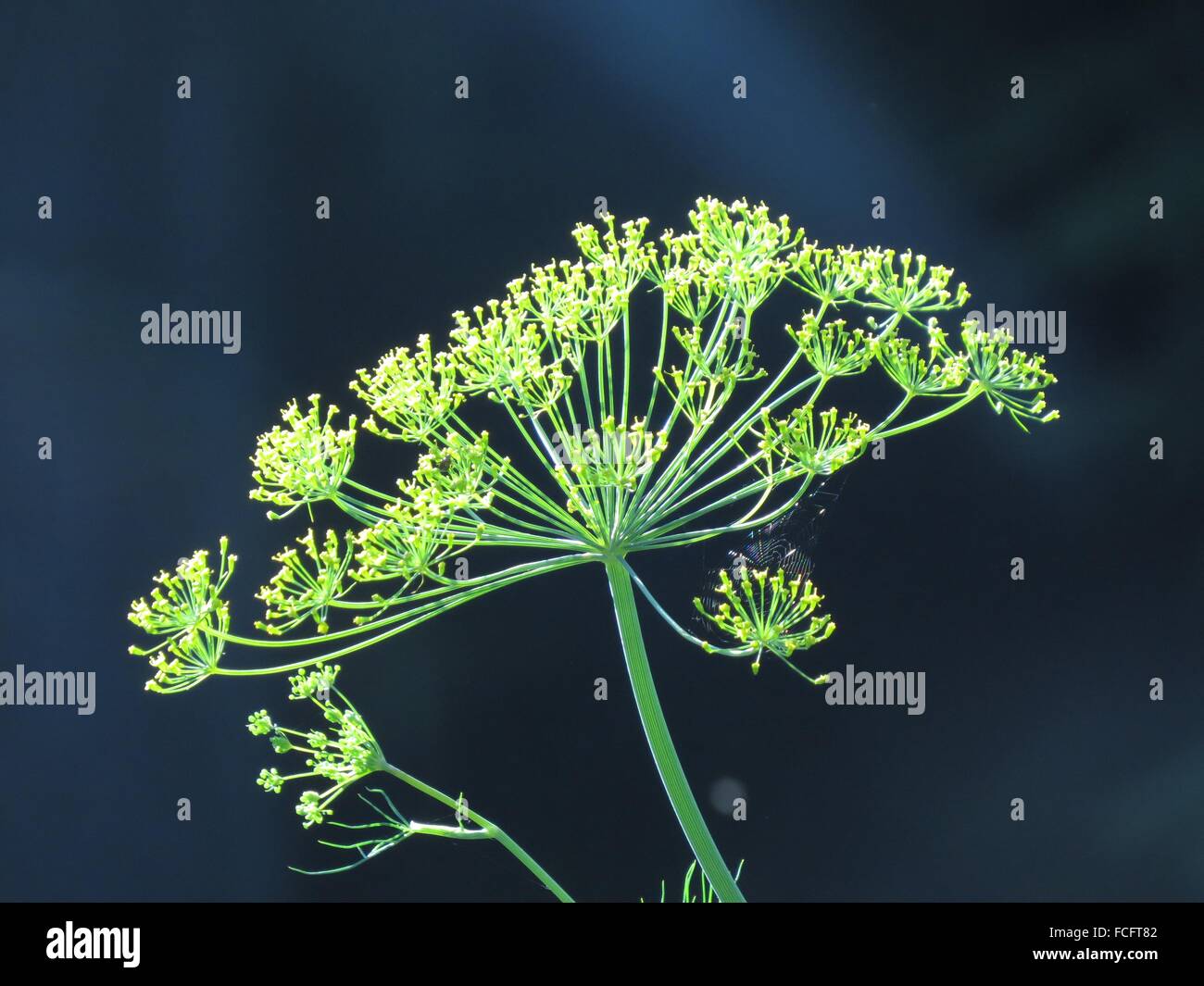 Fresh Dill Substitute Head