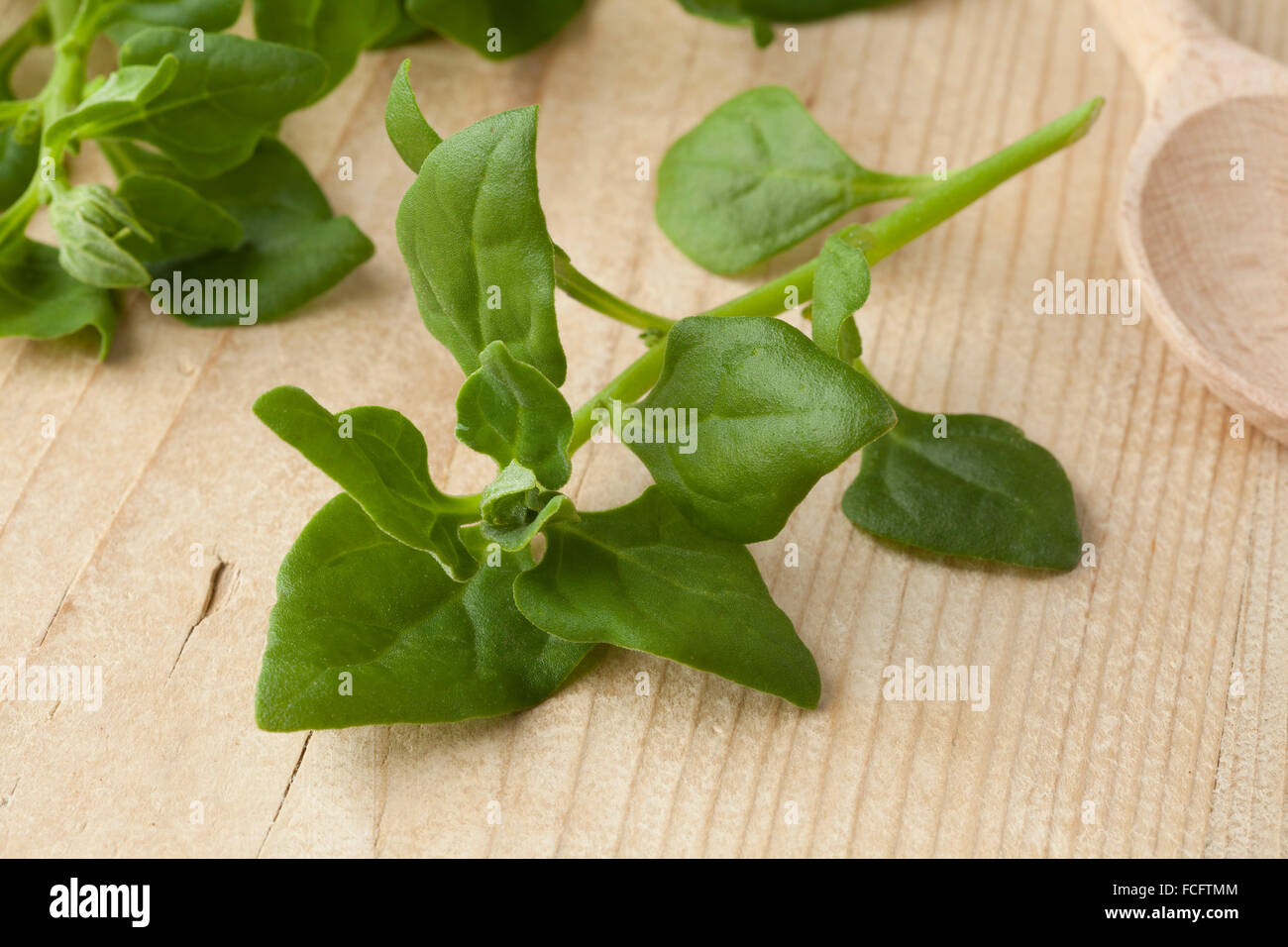 Fresh raw New Zealand spinach leaves close up Stock Photo