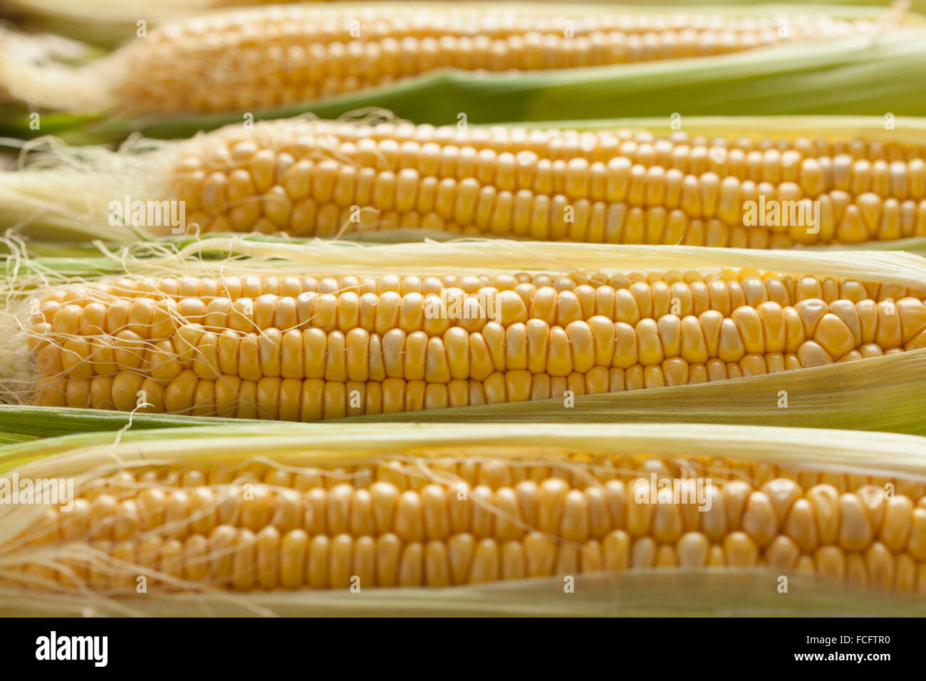 Fresh raw yellow corn on the cob Stock Photo