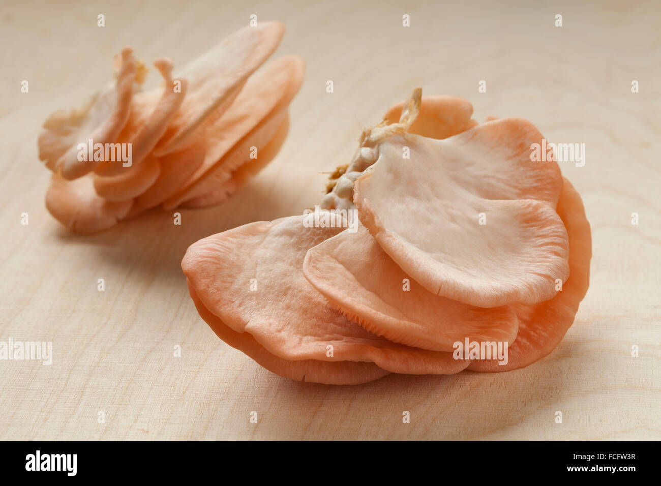 Fresh bunch of raw pink oyster mushrooms Stock Photo