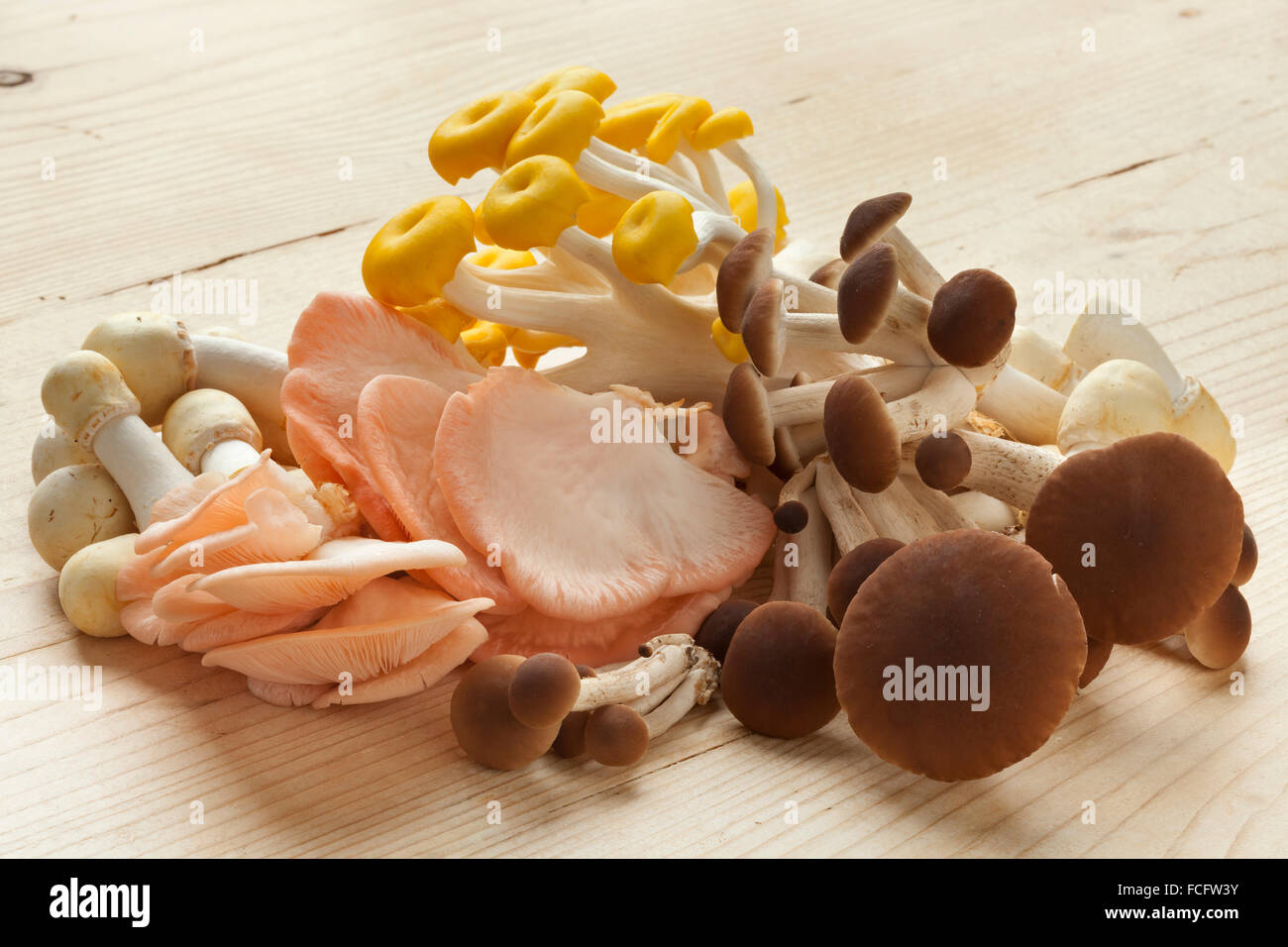 Variety of fresh raw edible mushrooms, oyster mushrooms,horse mushrooms and pioppino mushrooms Stock Photo