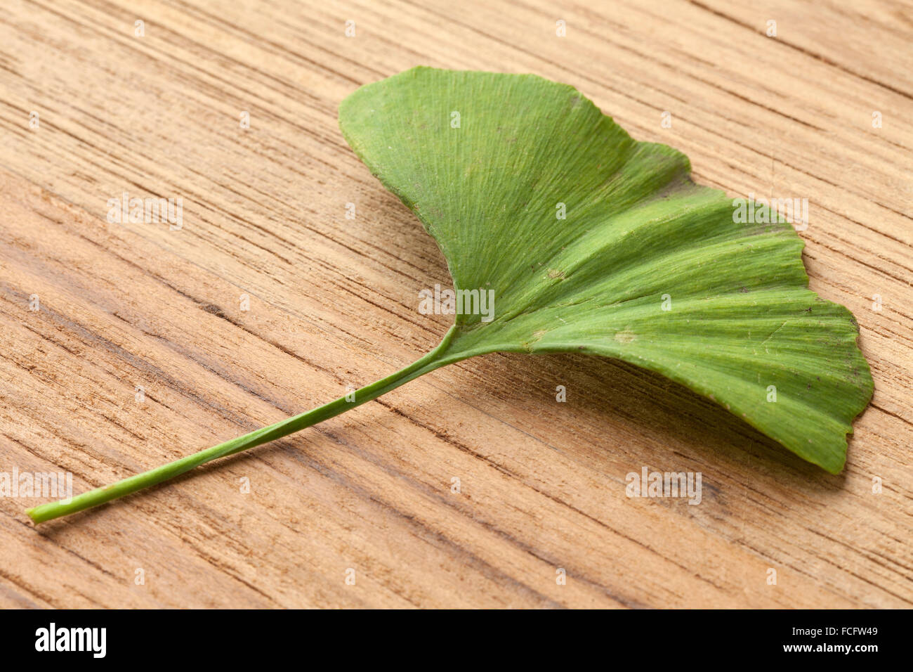 Single green Ginkgo biloba leaf Stock Photo