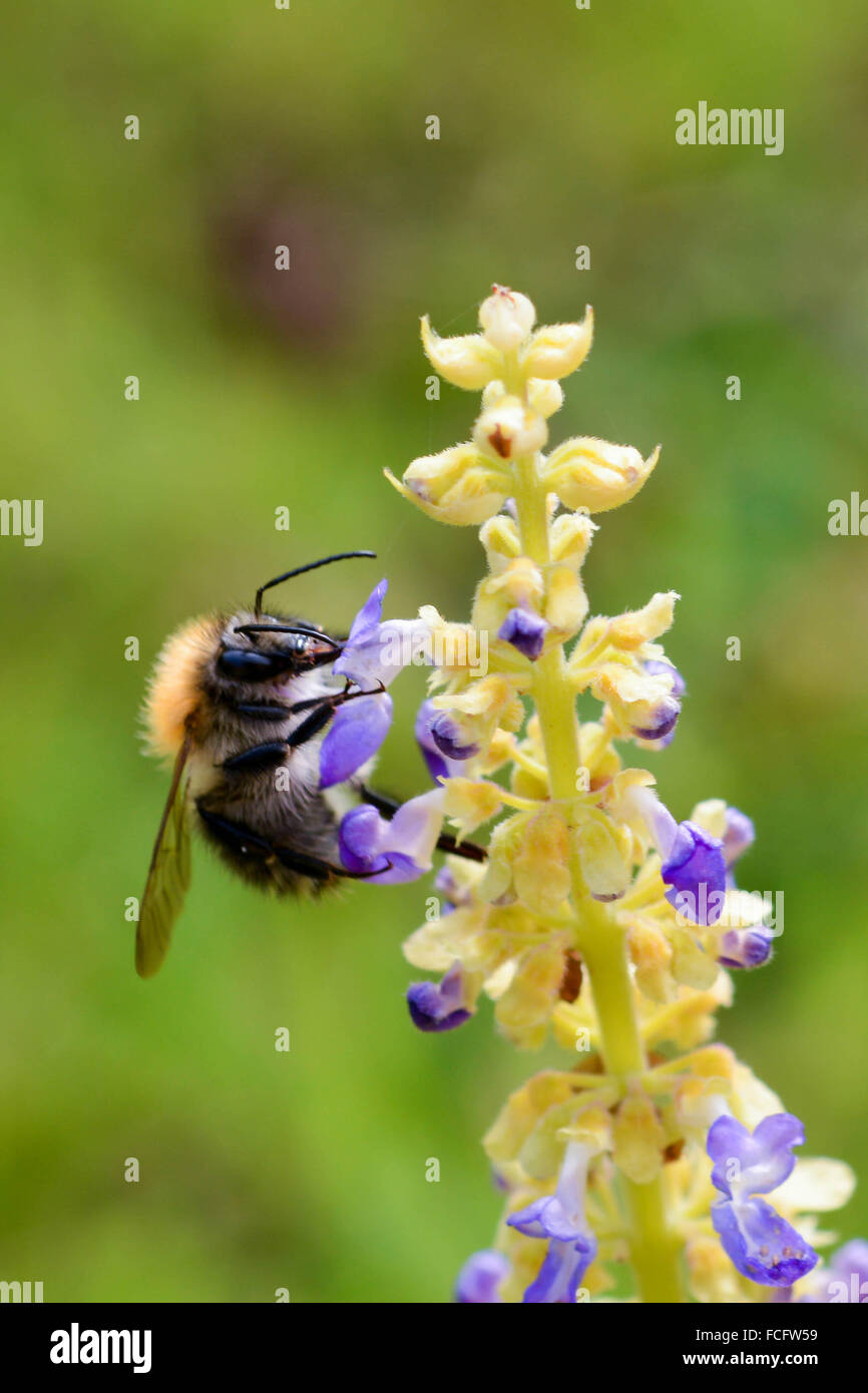 Macro photograph of a bee pollinating a lavender plant in portrait orientation. Stock Photo