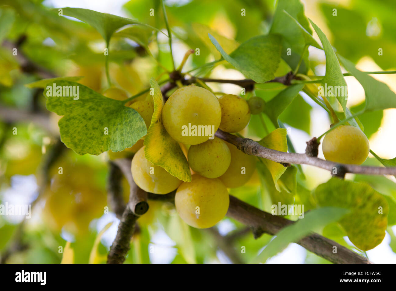 Ripe Ginkgo biloba fruit on the tree in autumn Stock Photo