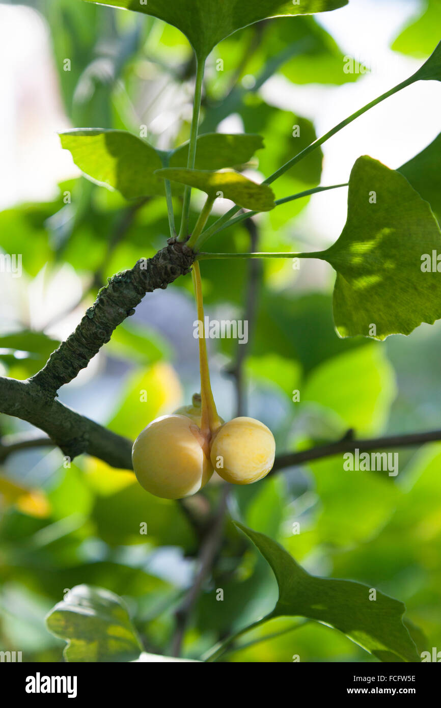 Ripe Ginkgo biloba fruit on the tree in autumn Stock Photo