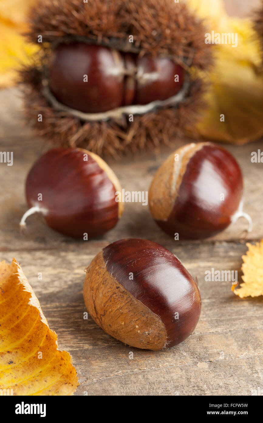 Heap of whole raw sweet chestnuts Stock Photo