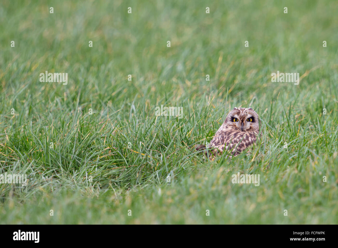 Short-eared Owl / Sumpfohreule ( Asio flammeus ) hides in green grass of a pasture, looks back over its shoulder. Stock Photo