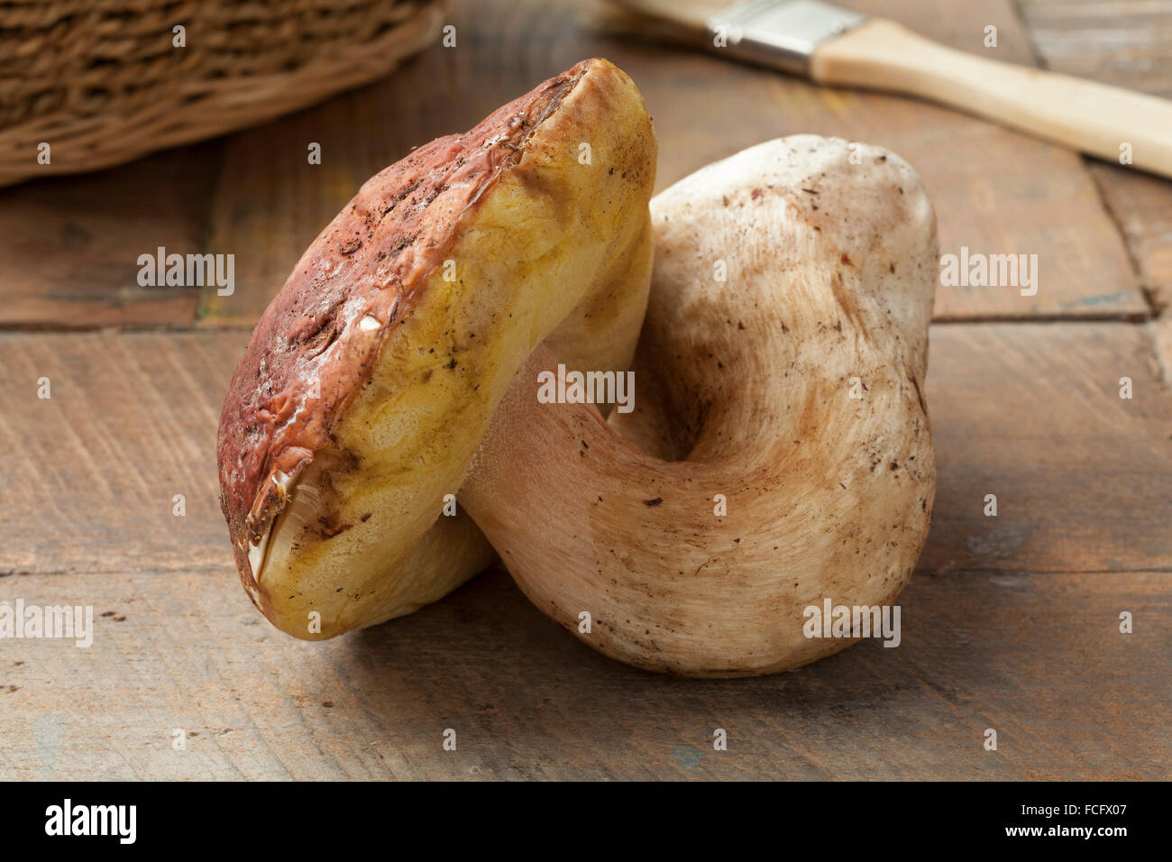 Single fresh porcini mushroom Stock Photo