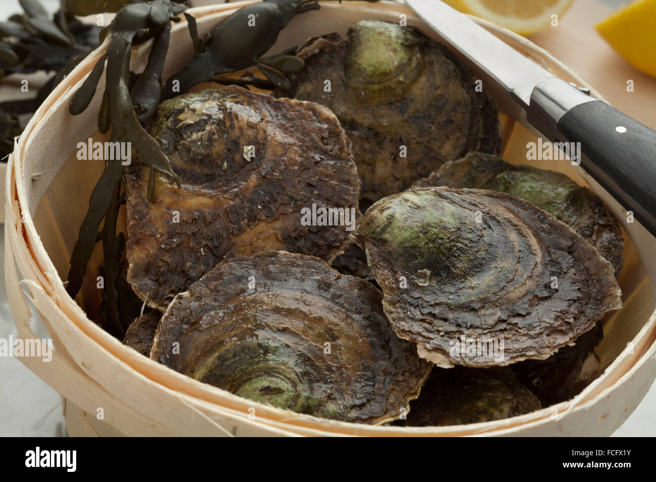Fresh oyster in shell hires stock photography and images Alamy