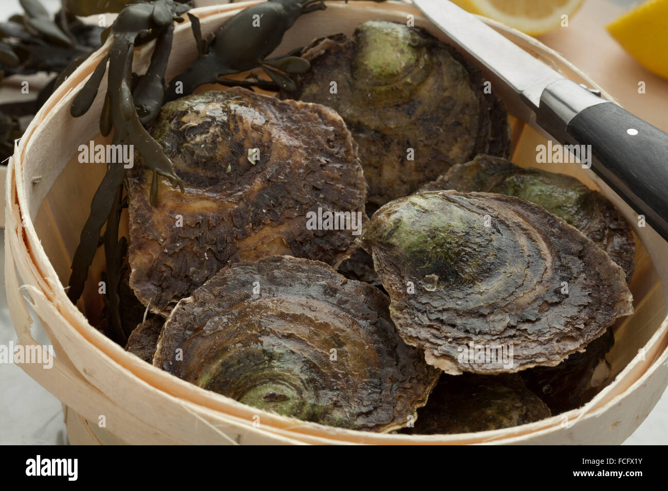Fresh European flat oysters in a basket close up Stock Photo