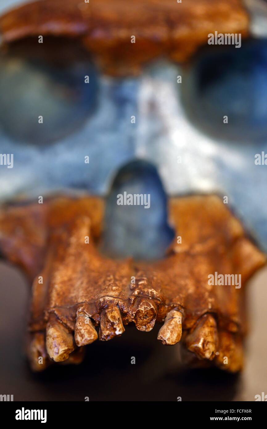 Scull of Australopithecus afarensis, Addis Ababa, Ethiopia, Africa. Stock Photo