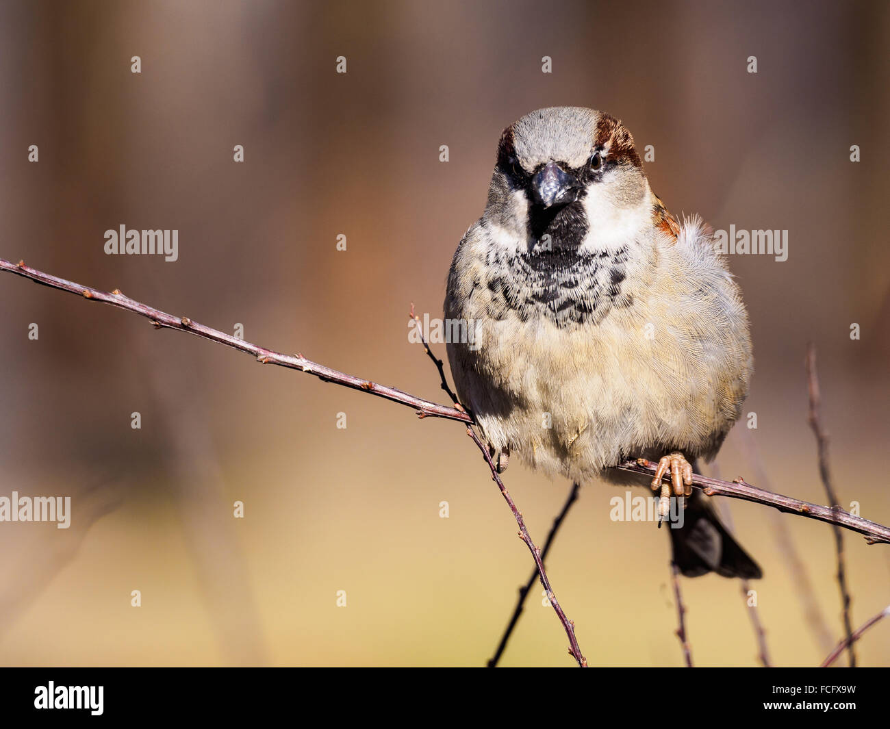 A sparrow on a branch Stock Photo