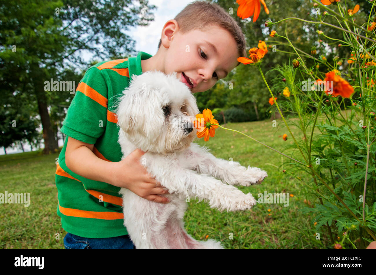 boy child holding Maltese puppy dog to smell flower Stock Photo