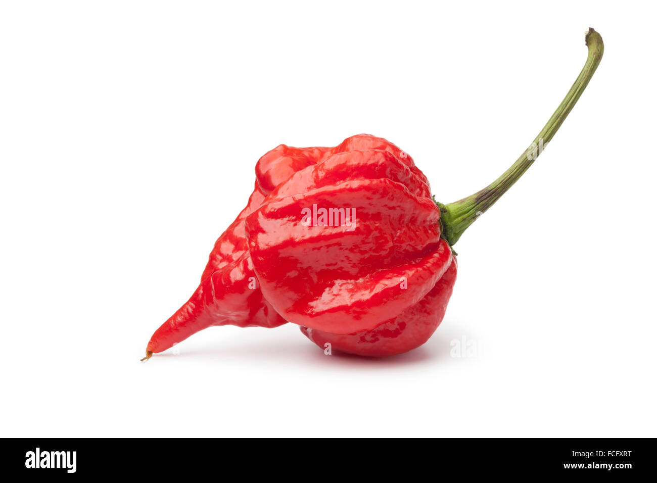 Single fresh red scorpion chili pepper on white background Stock Photo