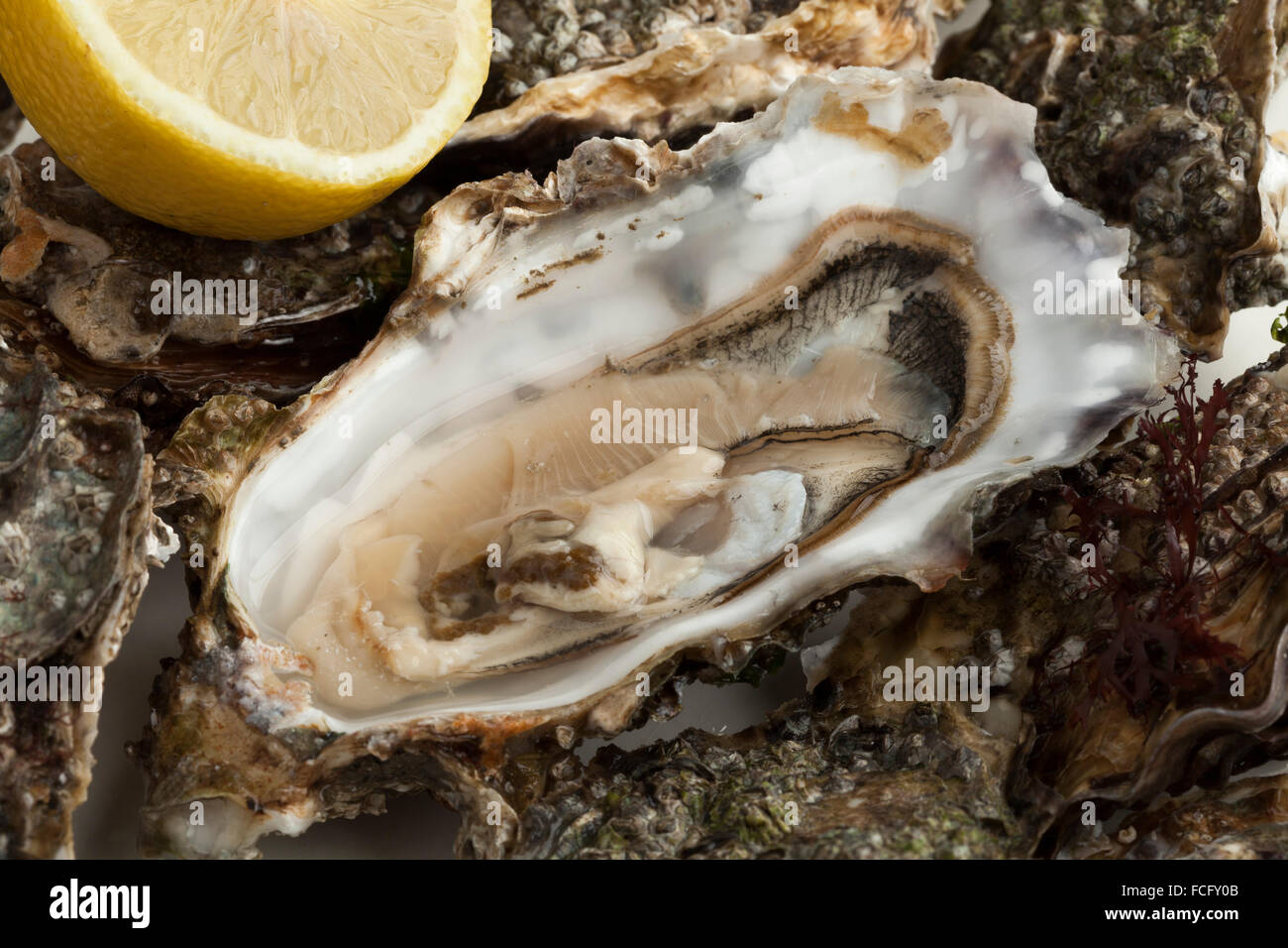 Close up of an open fresh raw pacific oyster ready to eat Stock Photo
