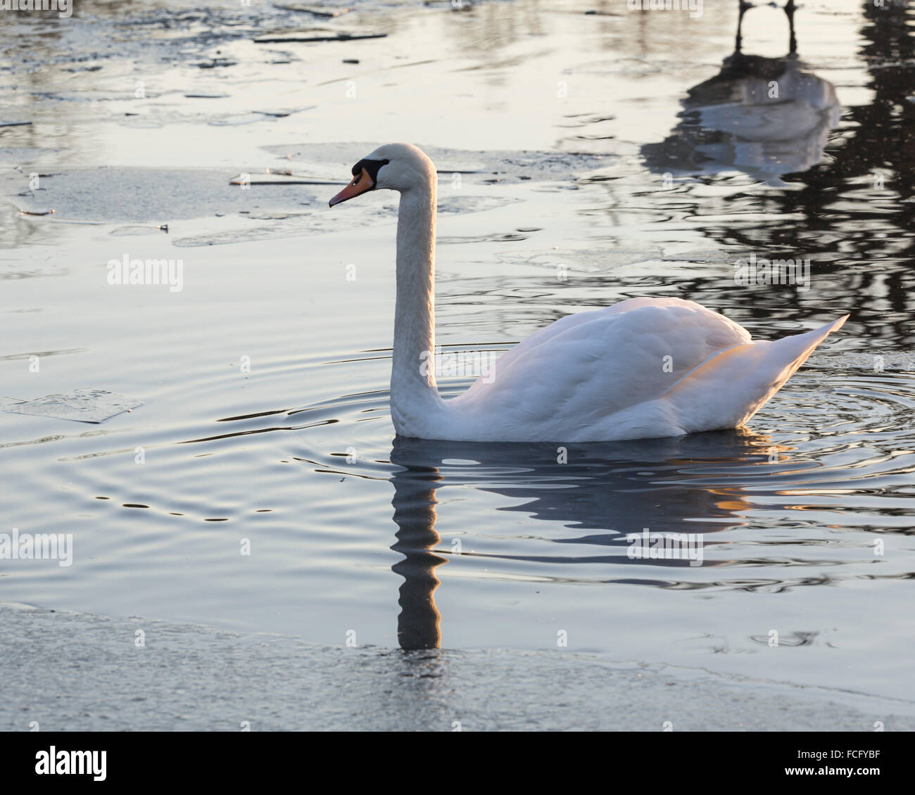 Mute swan (cygnus olor) swimming in a frozen lake in winter Stock Photo ...