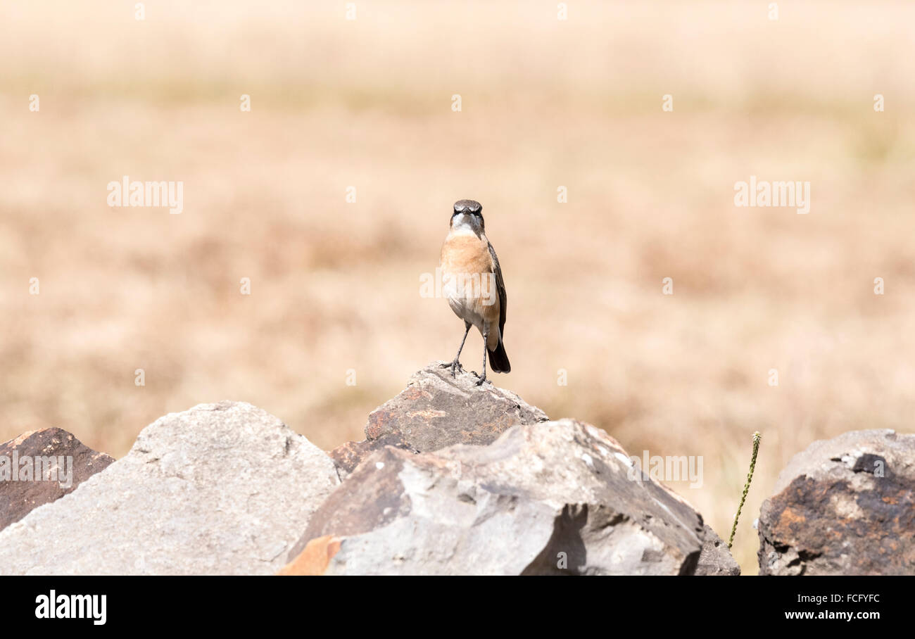 An Isabelline Wheatear perched on a rock in the Jemma Valley, Ethiopia Stock Photo