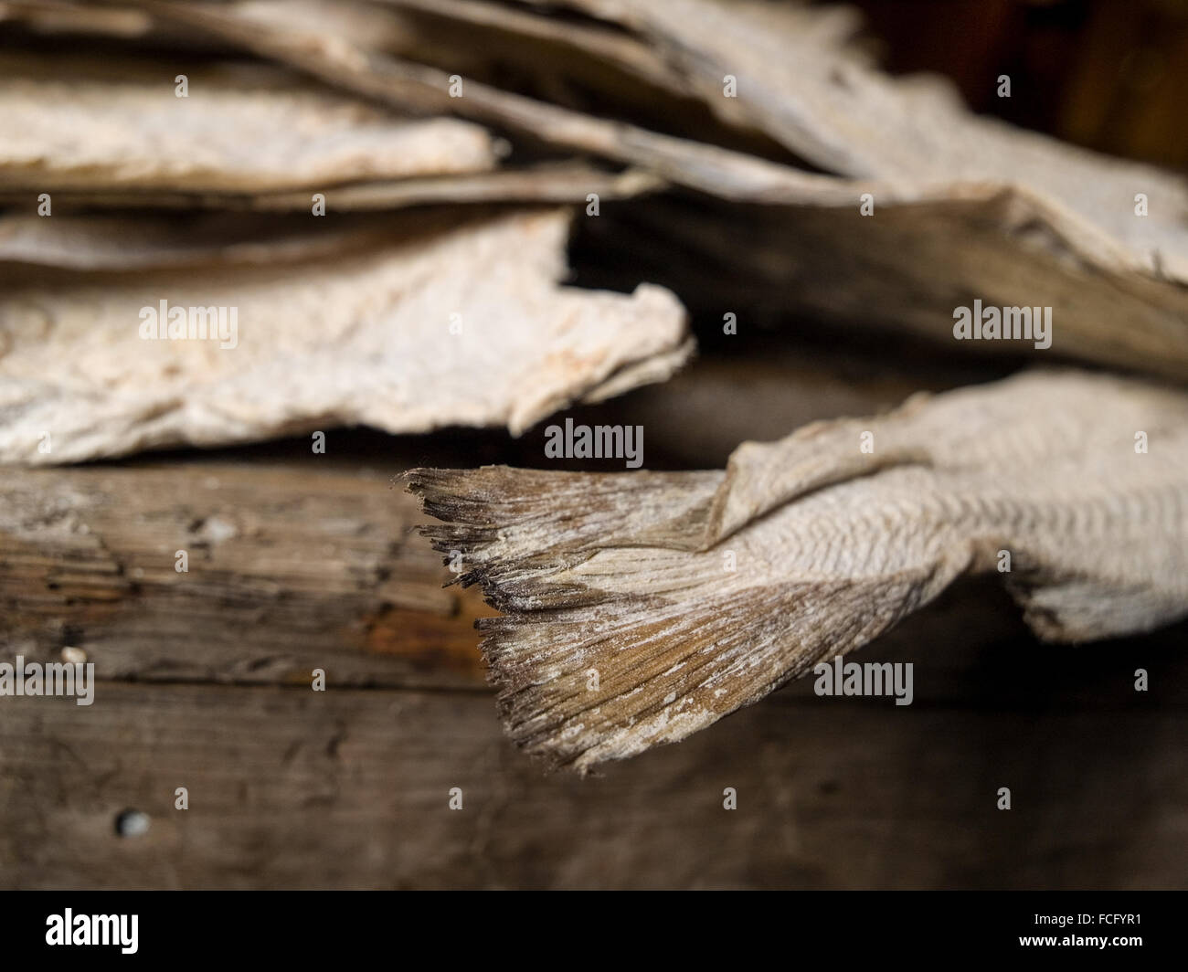 Exhibit of dried fish tails in the Maritime Museum, Isafjordur, Iceland