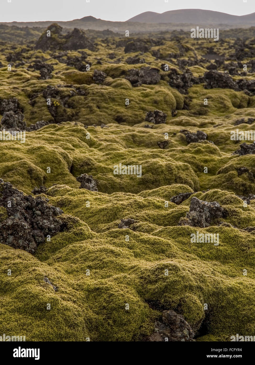 Green moss covering black lava rock in a large field just outside of the Blue Lagoon Spa near Keflavik in Iceland. Stock Photo