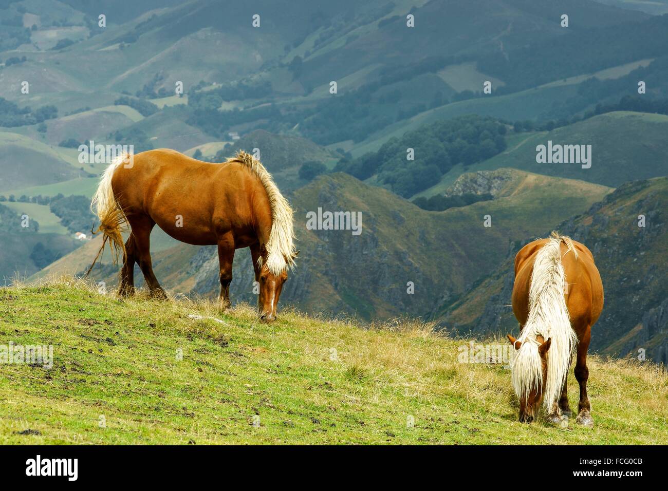 Burguete horse hires stock photography and images Alamy