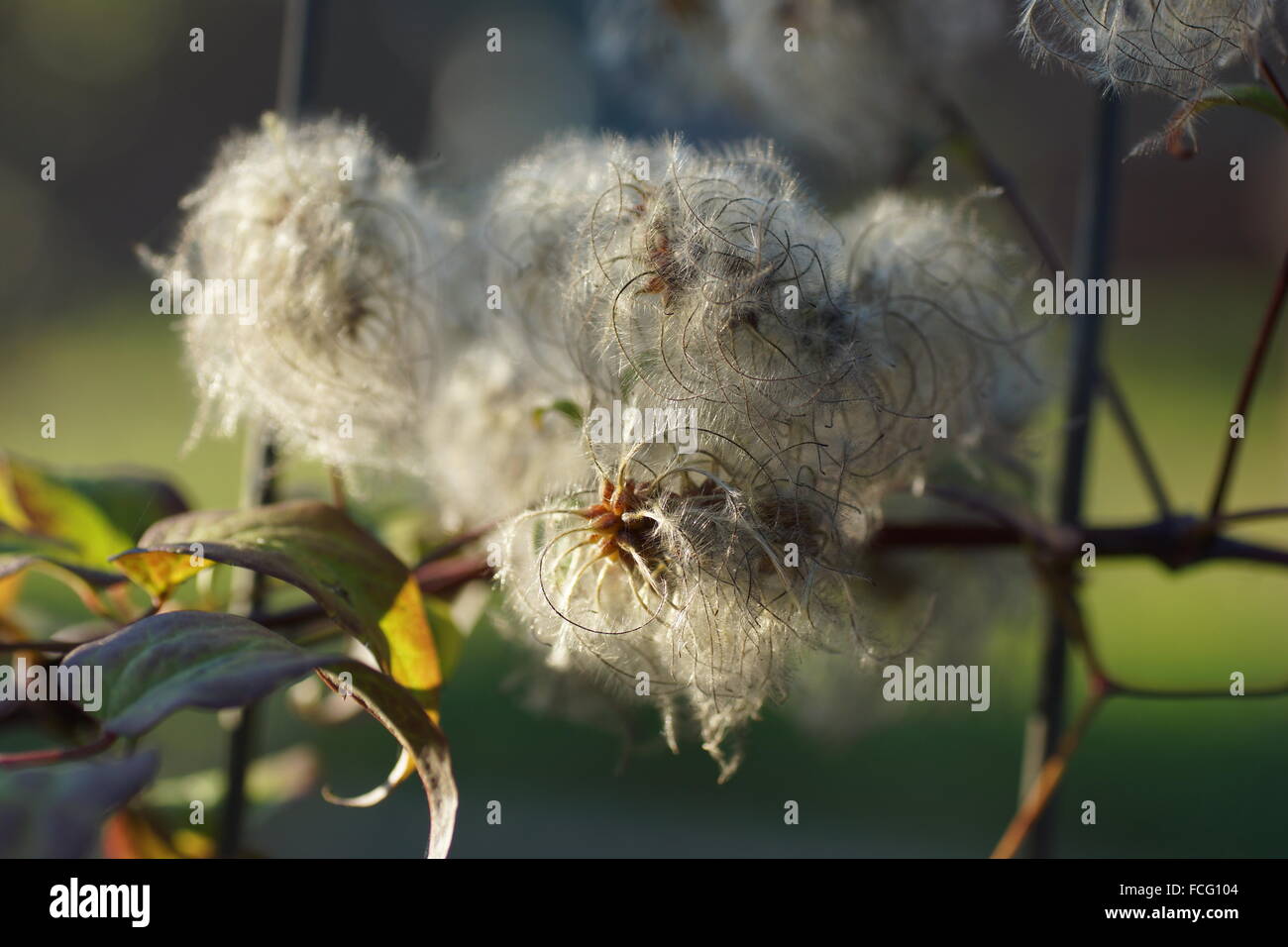 Seeds of Clematis Stock Photo Alamy