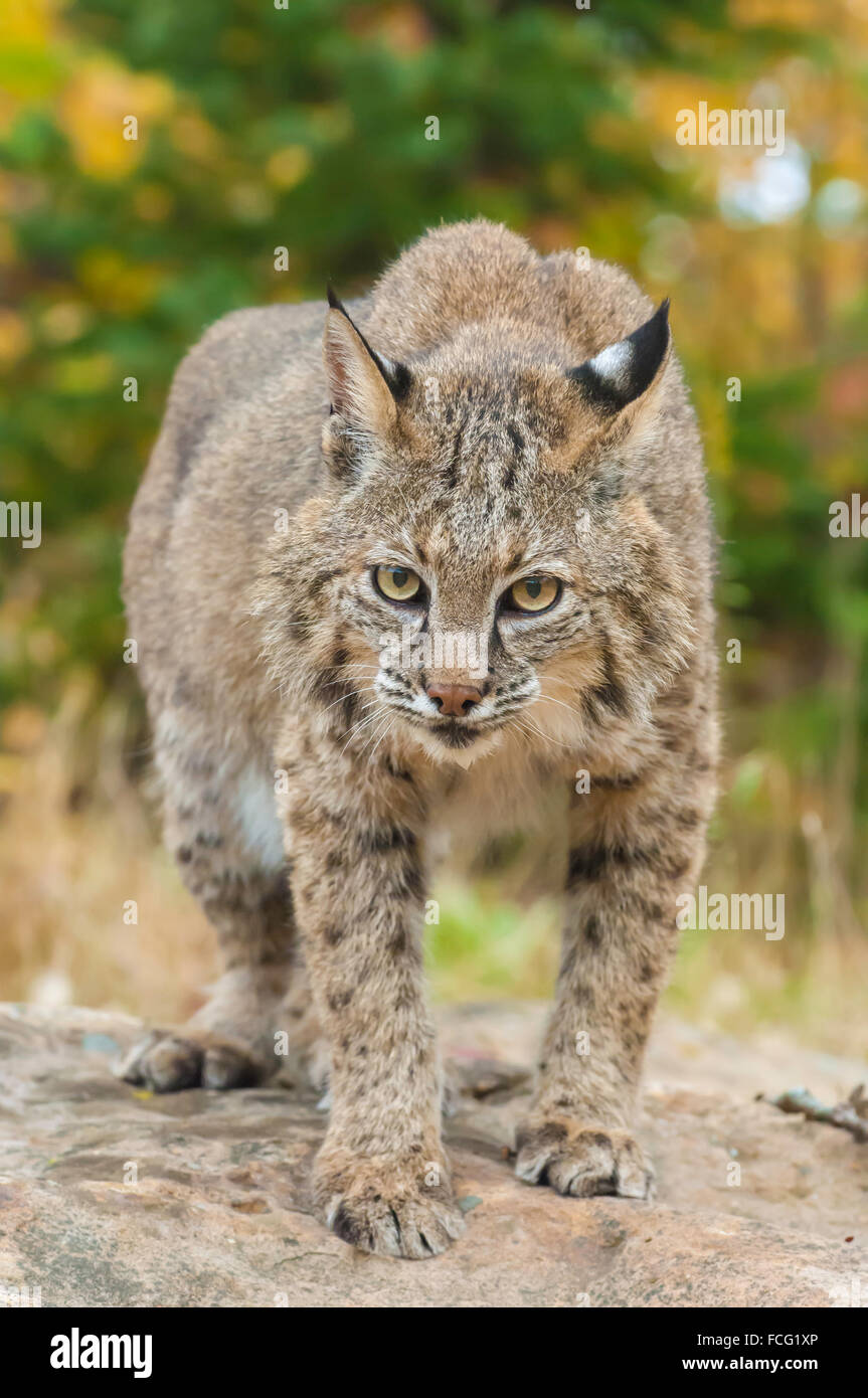 Bobcat, Lynx (Felis) rufus, in fall (autumn) colours, native to North America Stock Photo