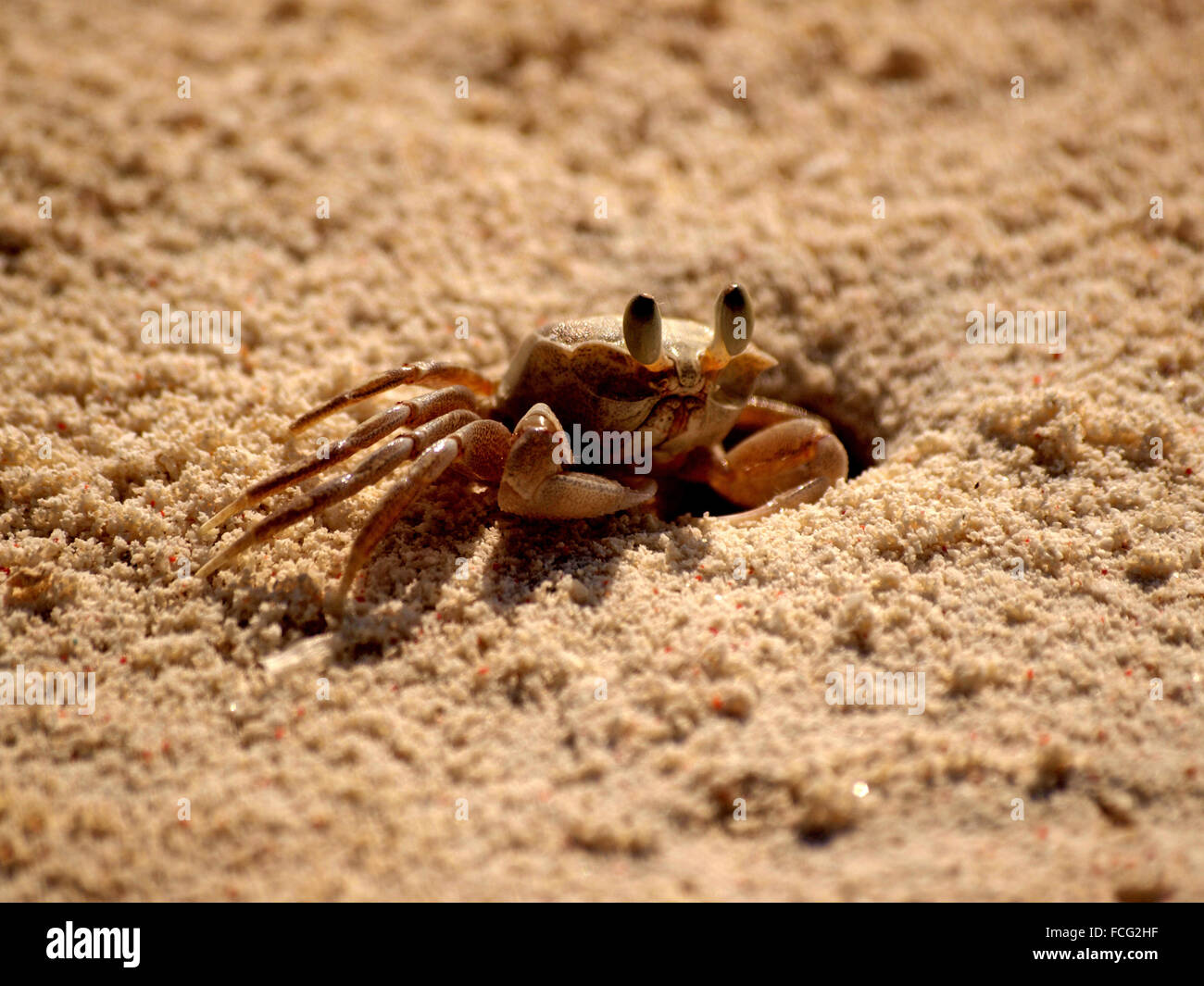 small ghost crab with eyes erect on stalks at entrance to burrow hole