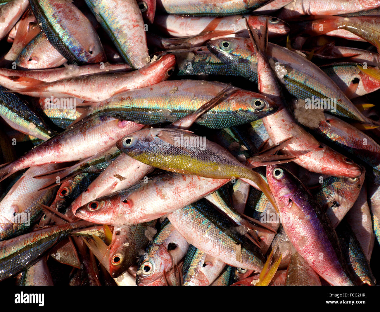 bright colors & staring glassy eyes of freshly caught tropical reef