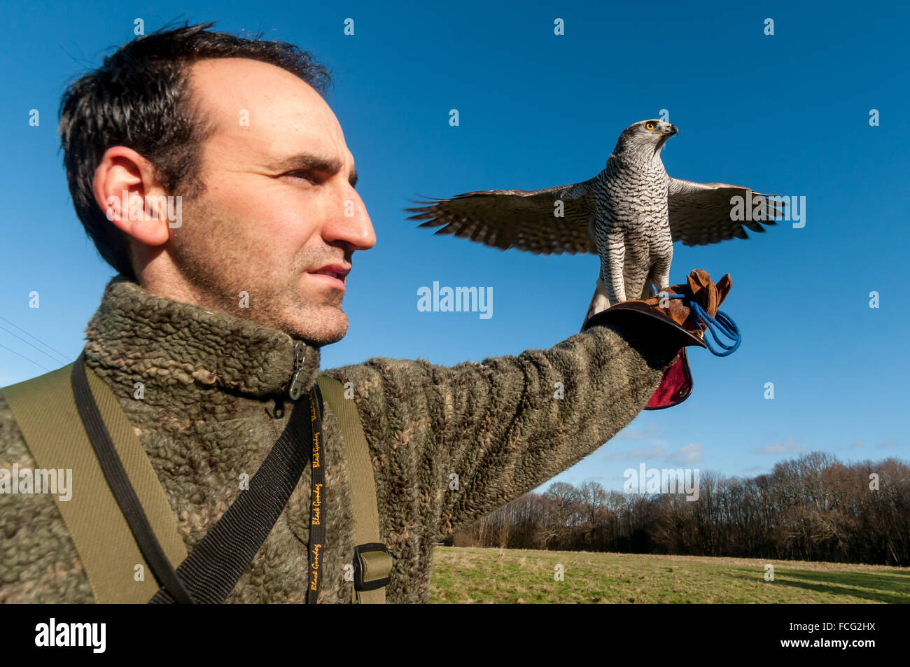 Simon Curley and his goshawk out training. Stock Photo