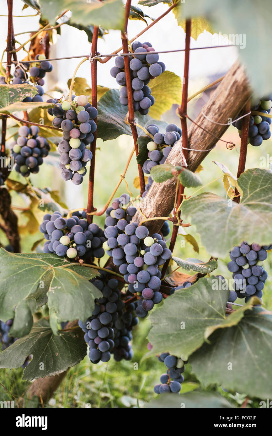 Grape Neigh Grapes grapes season hi-res stock photography and images - Alamy