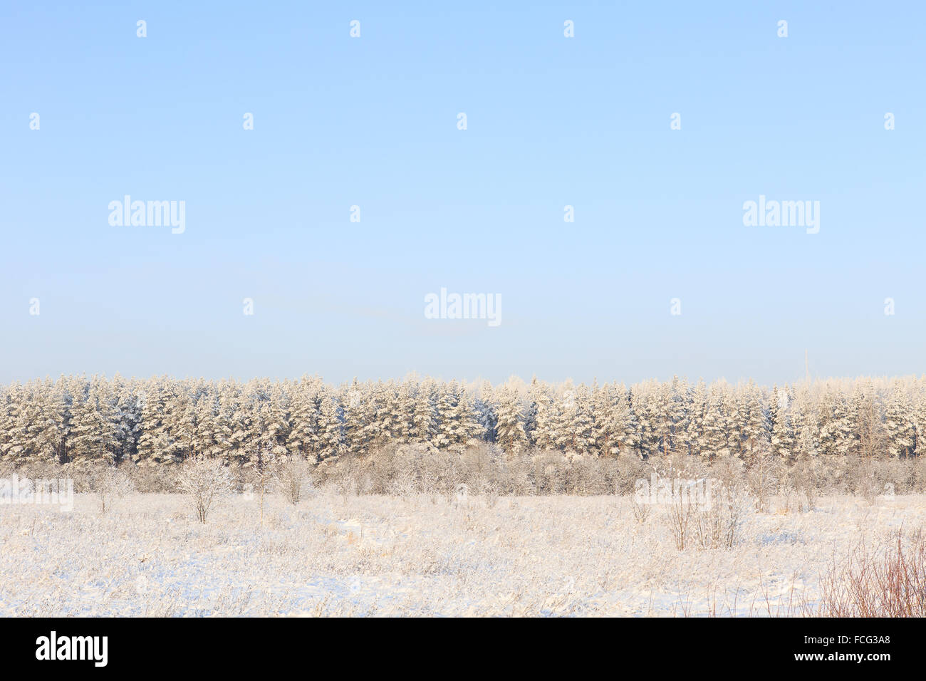 Frosted trees against a blue sky Stock Photo - Alamy