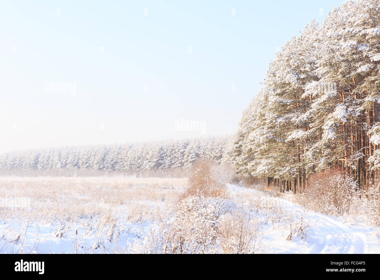 Frosted trees against a blue sky Stock Photo - Alamy