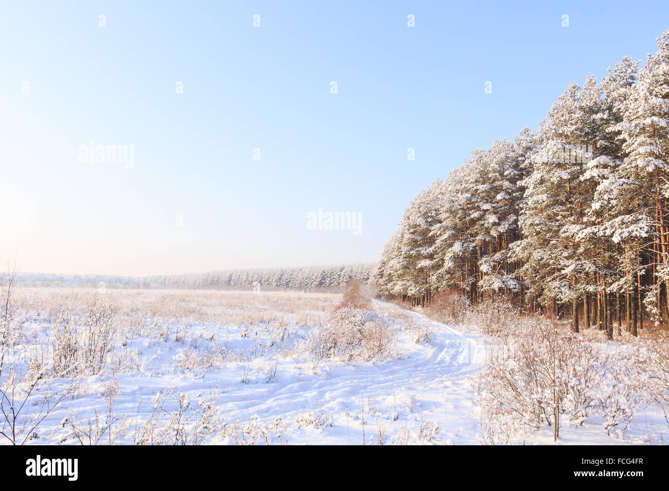 Frosted trees against a blue sky Stock Photo - Alamy