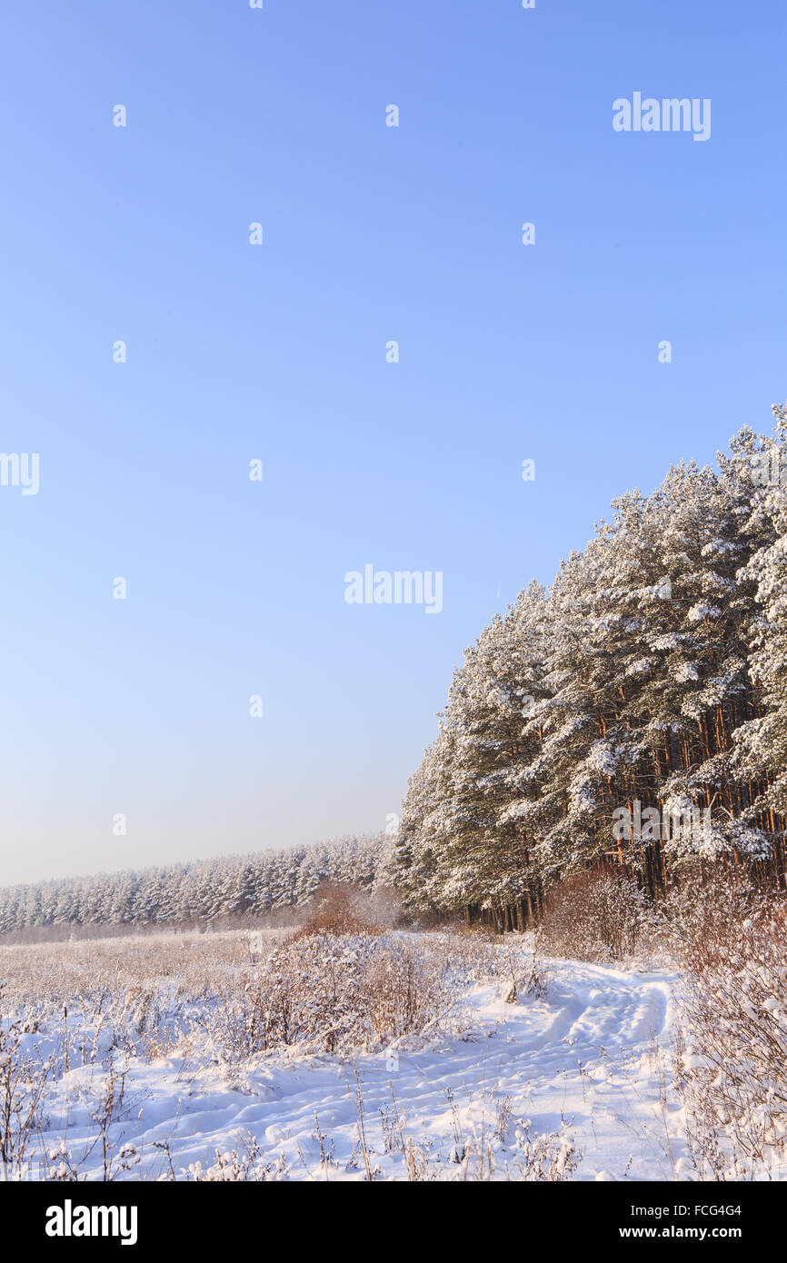 Frosted trees against a blue sky Stock Photo - Alamy