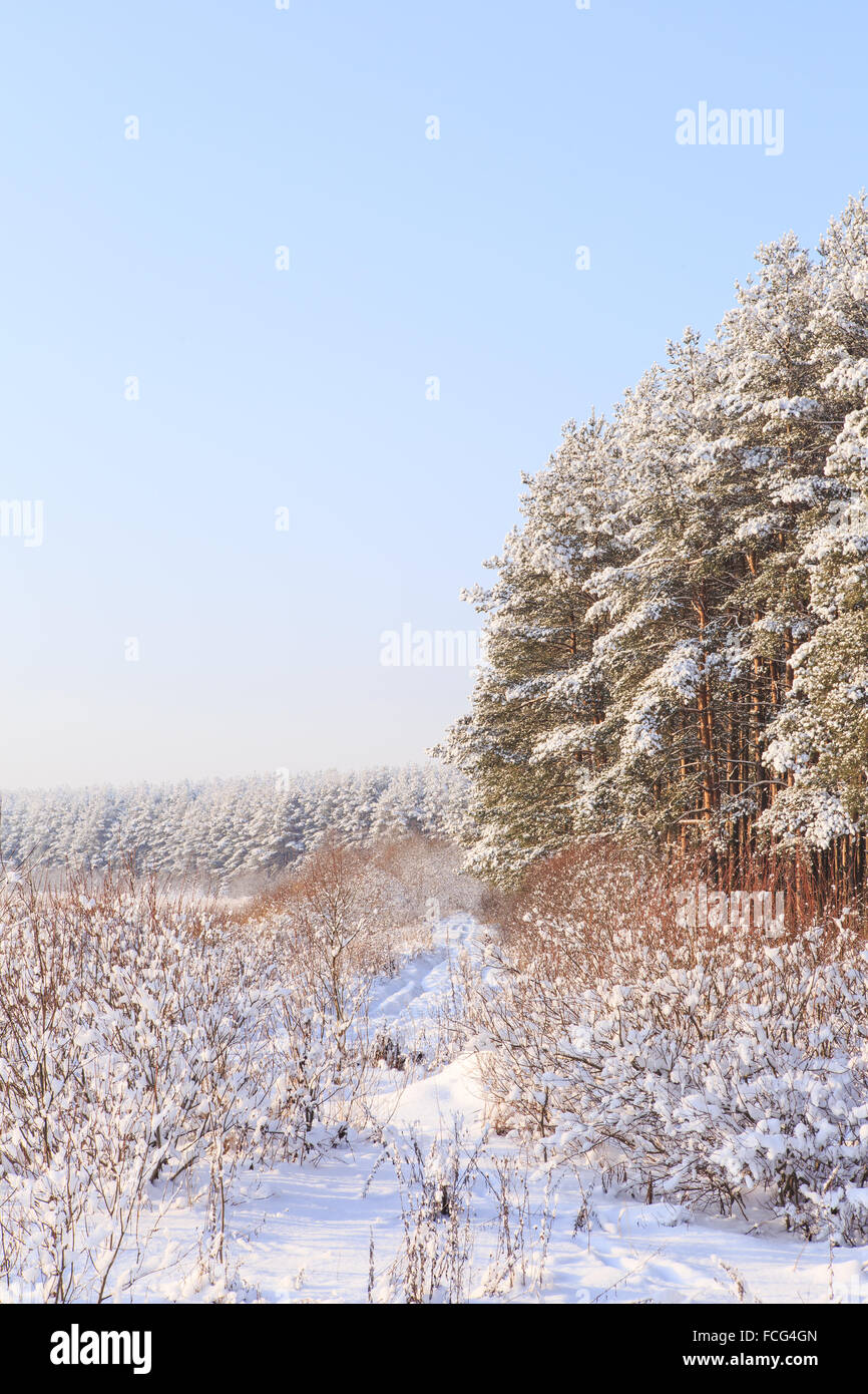 Frosted trees against a blue sky Stock Photo - Alamy