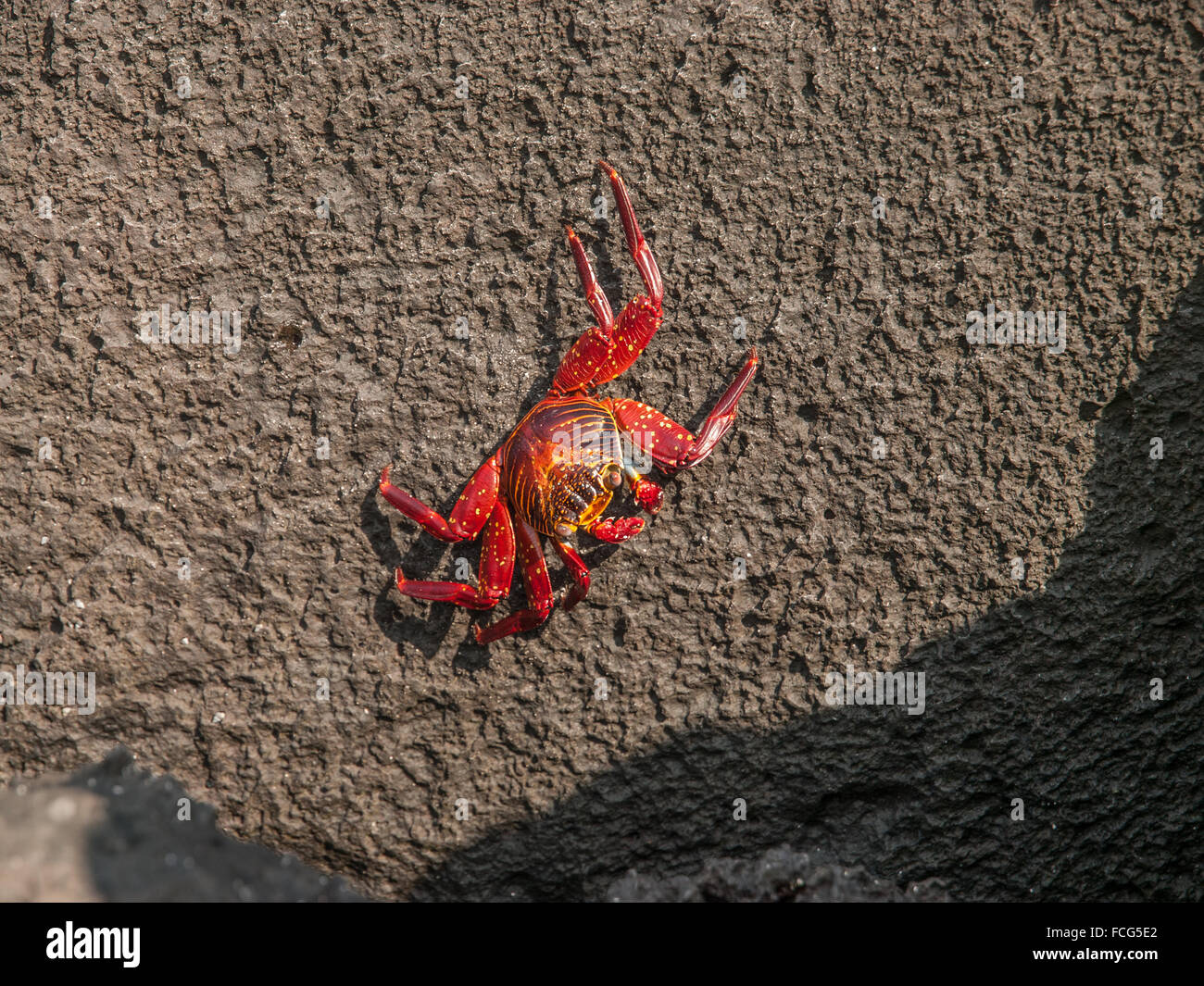 Red and orange Sally Lightfoot crab on black lava rock in the Galapagos Islands, Ecuador. Stock Photo