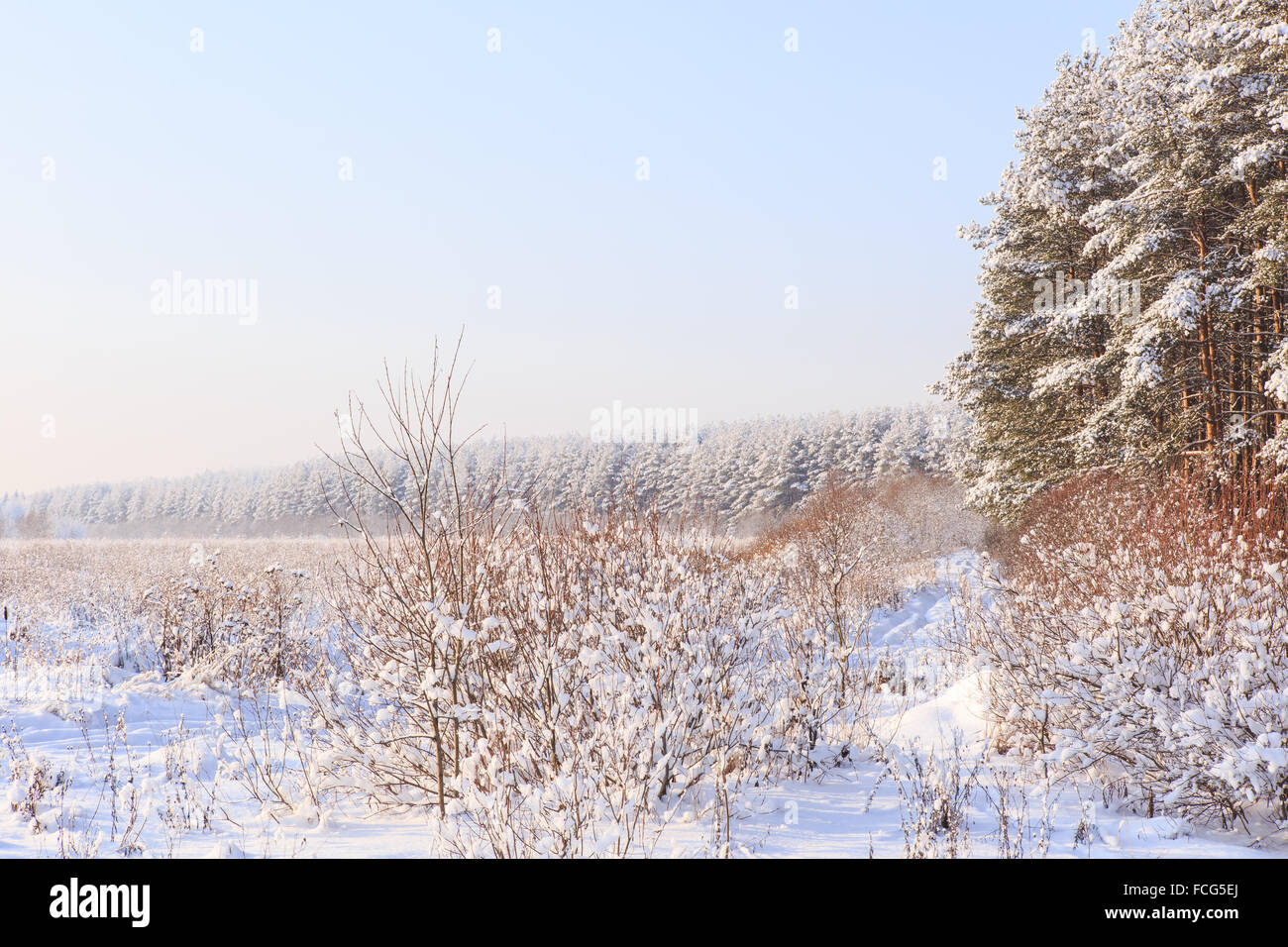 Frosted trees against a blue sky Stock Photo - Alamy