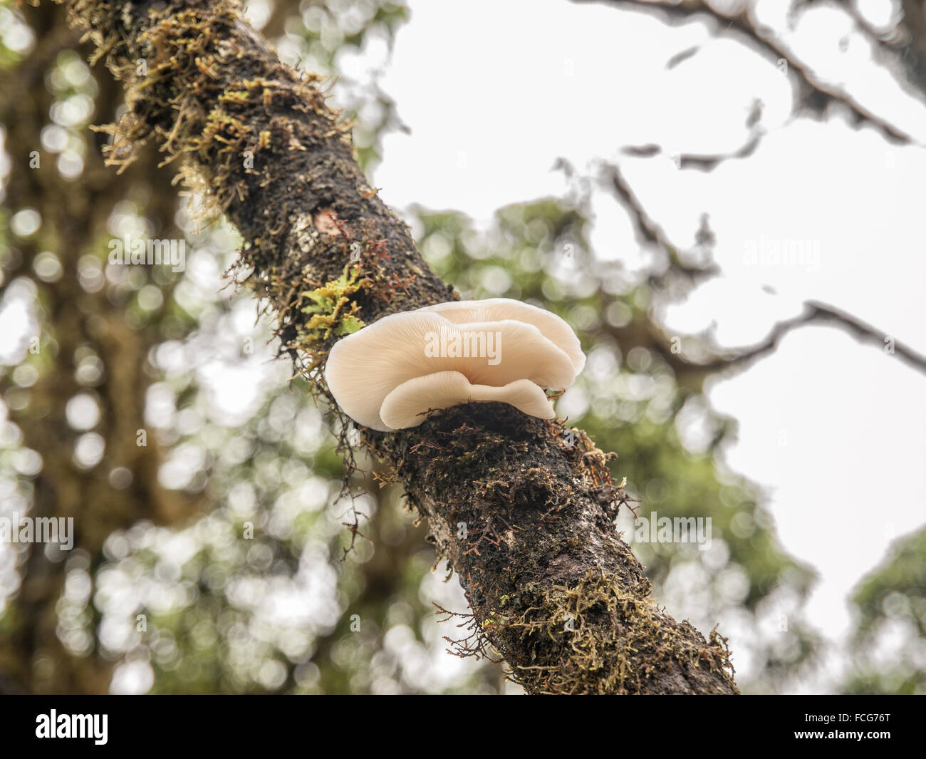 Three white oyster mushrooms growing out of the side of a mossy tree in