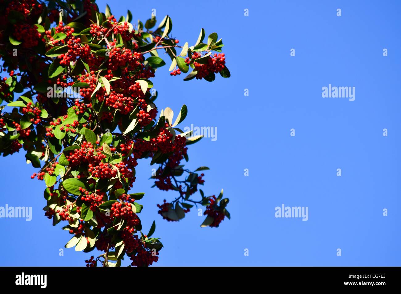 Holly berries tree hi-res stock photography and images - Alamy