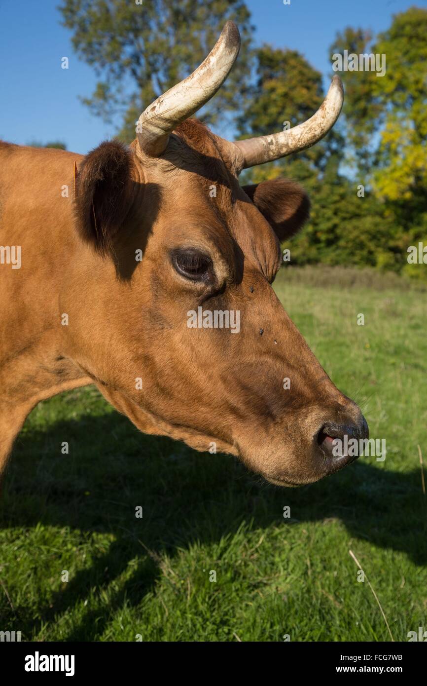 NORMANDY COWS, (61) ORNE, LOWER NORMANDY, FRANCE Stock Photo