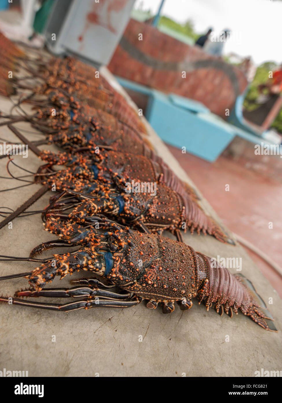 Orange and blue lobster for sale in a stall at the side of the street